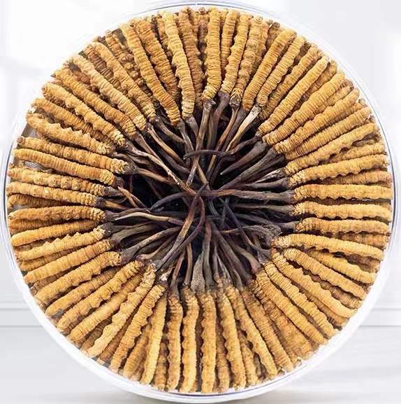 福海冬虫夏草回收